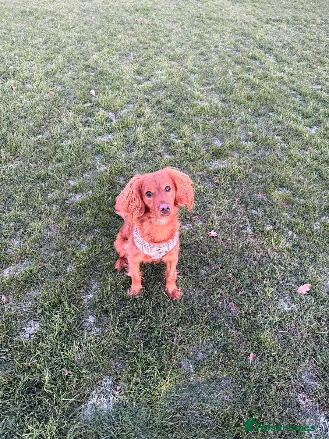 Cavapoo dogs for sale: Cavapoo 1 year old puppy  - Advert 5