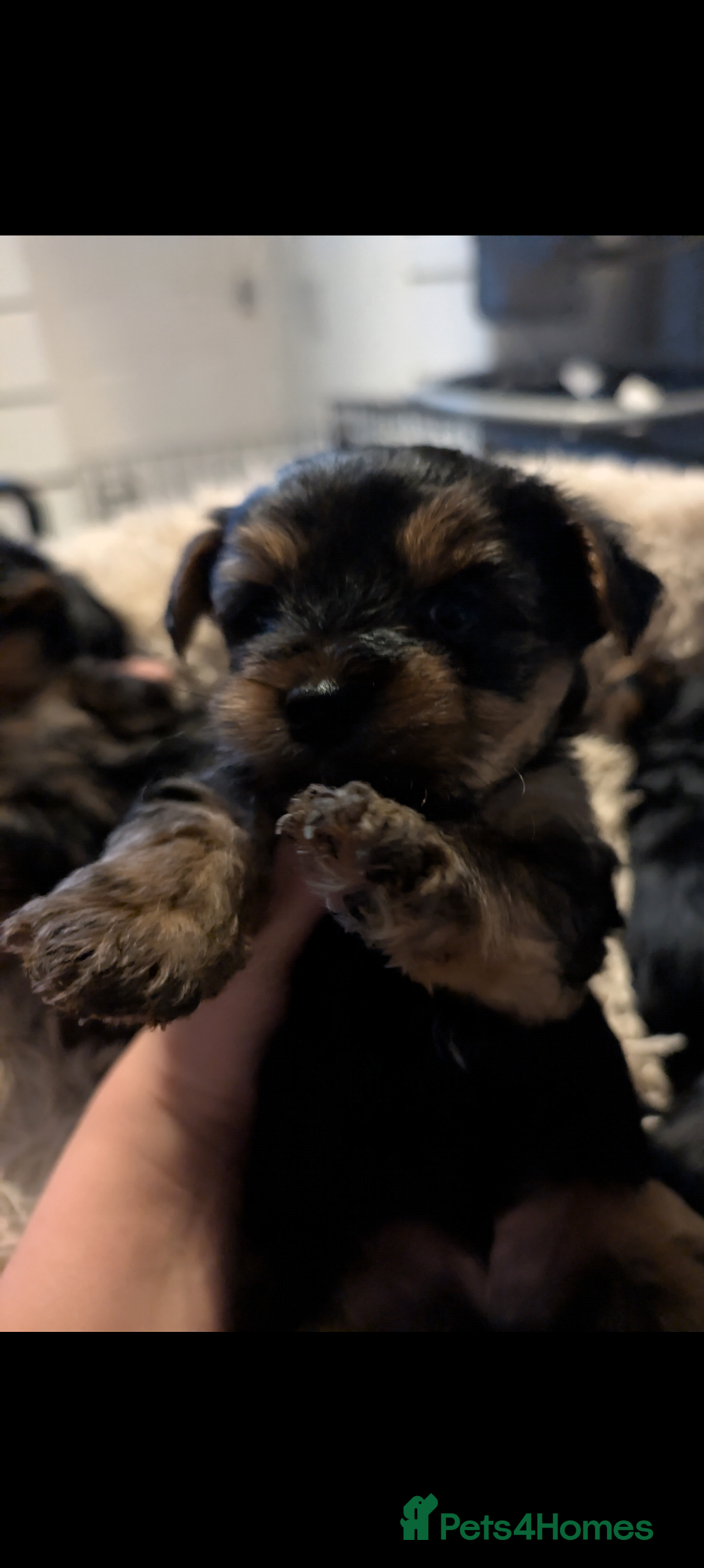 Yorkshire Terrier dogs for sale: 5 Yorkshire terriers pupies - Advert 8