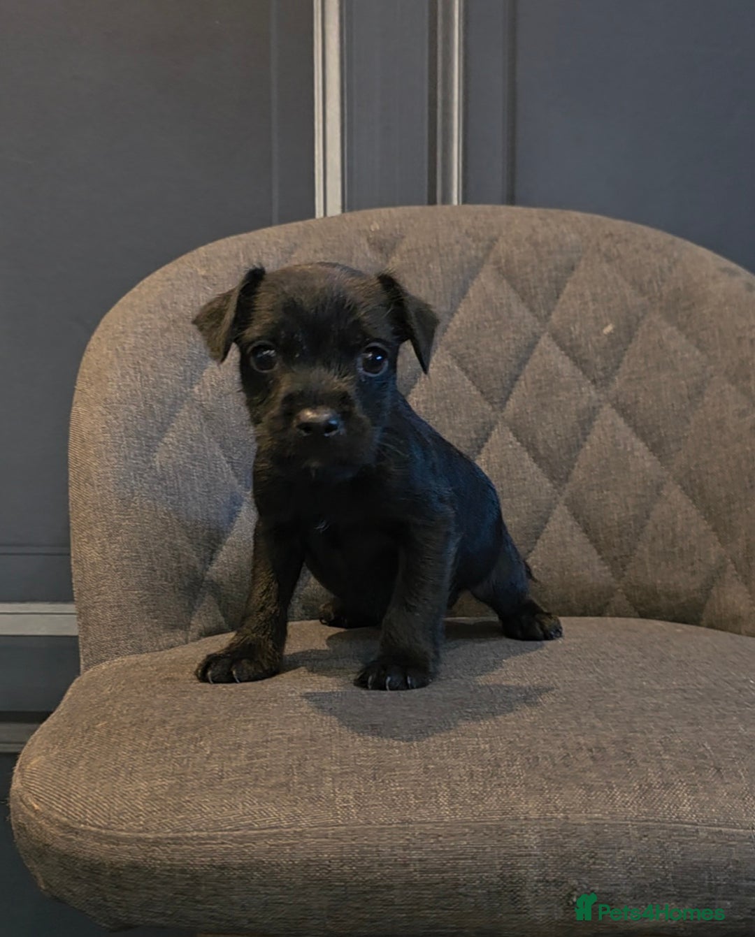 Patterdale Terrier dogs for sale: Patterdale Working Pups Ready To Go - Image 7