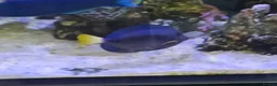 Other/Mixed Breed fish for sale: Large Marine fish in Sale - Advert 6