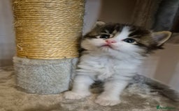 Mixed Breed cats for sale: Ragdoll × Siberian Neva Masquerade Kittens - Image 2