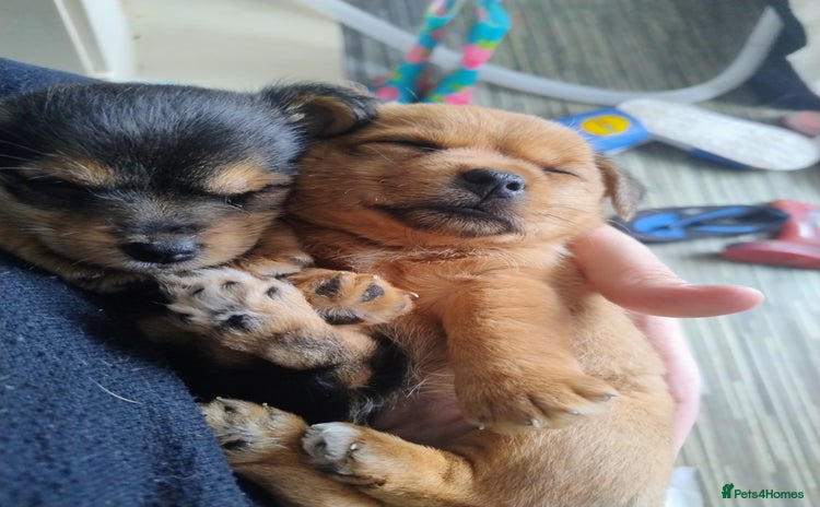 Mixed Breed dogs - Advert 3