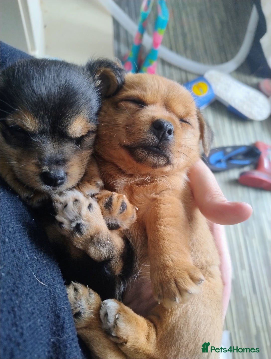 Mixed Breed dogs for sale: One female puppy left for sale - Image 1