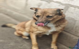 Mixed Breed dogs for adoption: 💖🐶 LARA 🐶💖 - Image 19