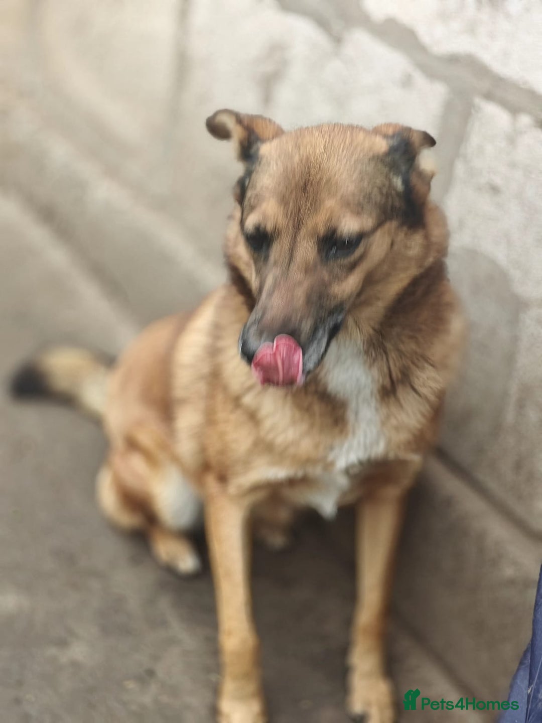 Mixed Breed dogs for adoption: 💖🐶 LARA 🐶💖 - Image 19