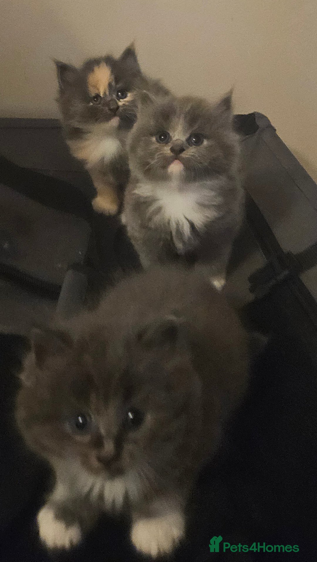 Mixed Breed cats for sale: Beautiful fluffy kitten  - Advert 6