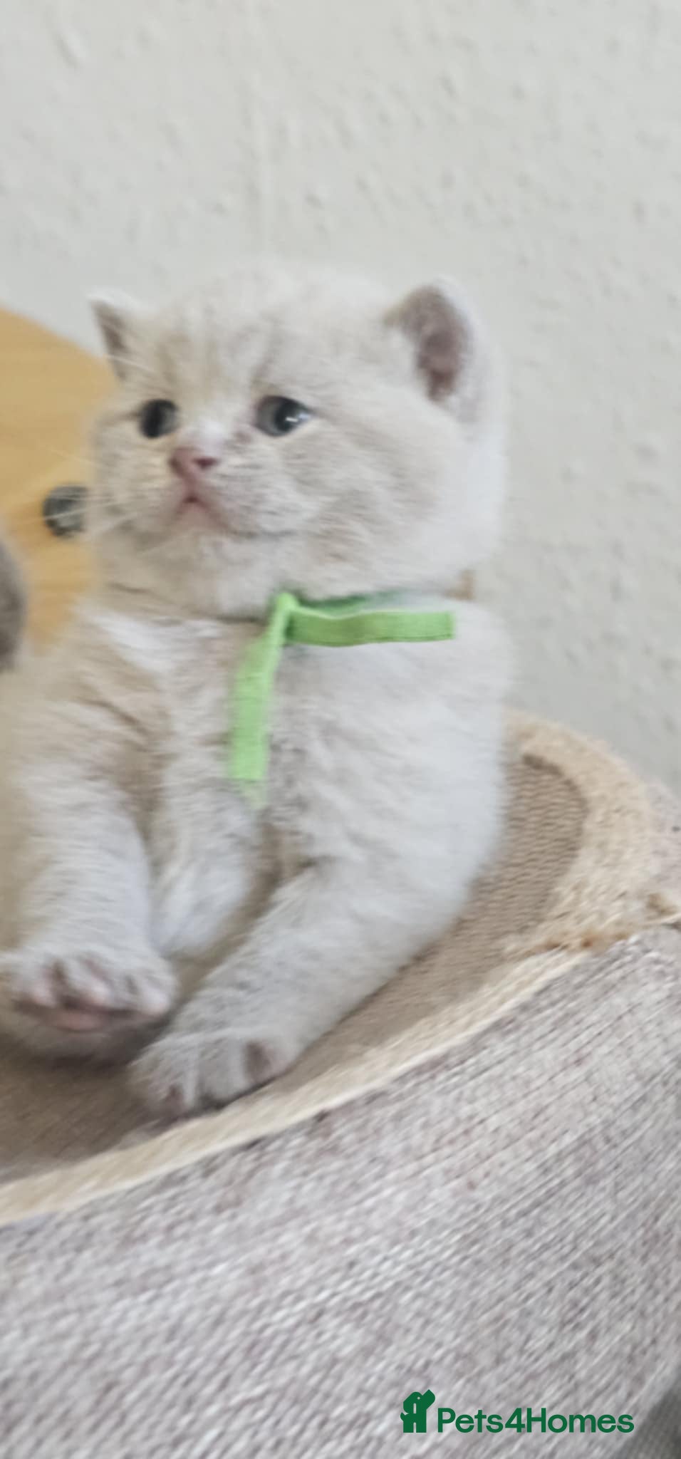 British Shorthair cats High-Quality British Shorthair Kittens GCCF🐾 - Advert 15