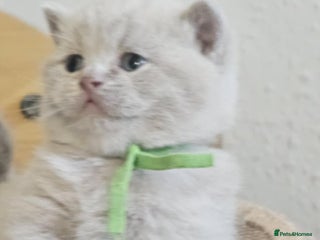 British Shorthair cats High-Quality British Shorthair Kittens GCCF🐾 - Advert 15