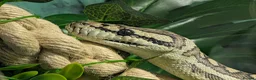 Snake reptiles for sale: Female Coastal x Irian Jaya carpet python - Advert 2
