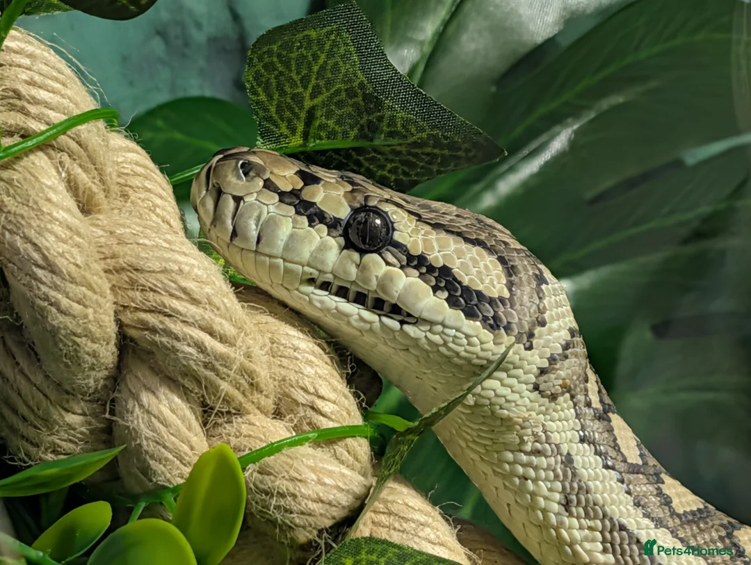 Snake reptiles for sale: Female Coastal x Irian Jaya carpet python - Advert 2