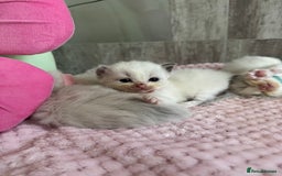 Ragdoll cats for sale: Beautiful Ragdoll Kittens  - Image 32