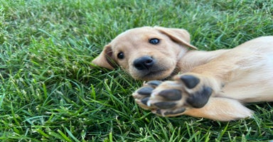 Labrador Retriever dogs - Advert 6