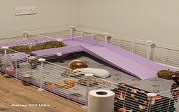 Guinea Pig rodents for sale: 2 male guineapigs - Image 2