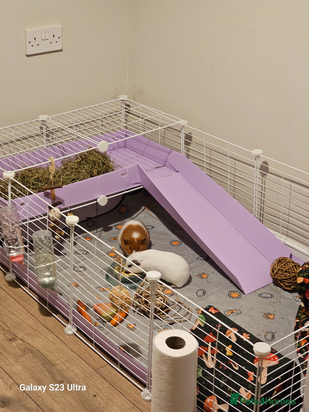 Guinea Pig rodents for sale: 2 male guineapigs - Image 2