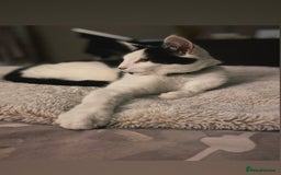 Mixed Breed cats for sale: Black and white female cat for sale - Advert 3