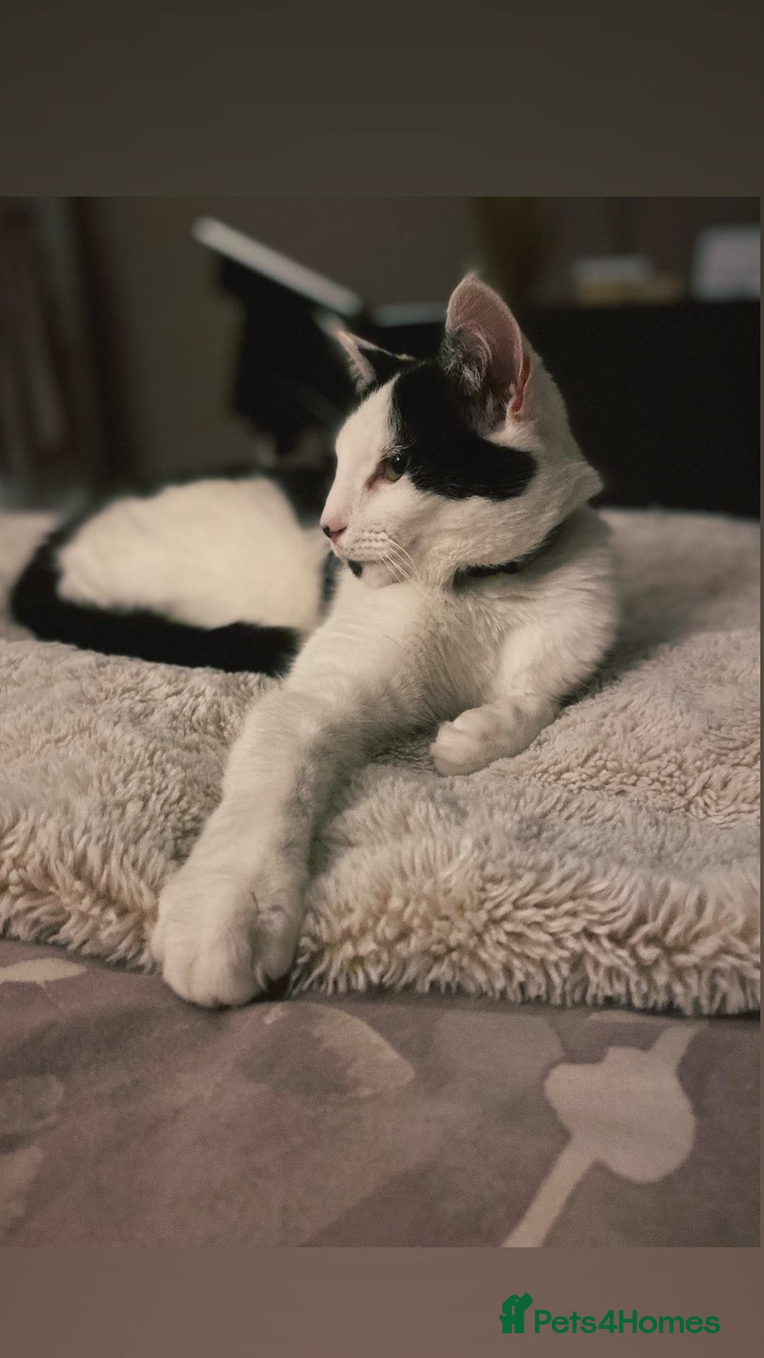 Mixed Breed cats for sale: Black and white female cat for sale - Advert 3