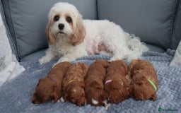 Cavapoochon dogs for sale: Beautiful Cavapoochons looking for forever homes - Image 2