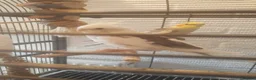 Cockatiels birds for sale: Cockatiel  in St. Neots - Advert 1