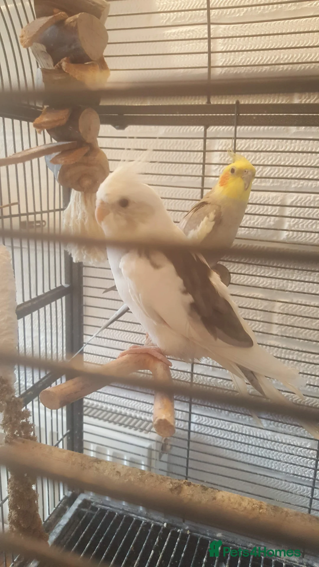 Cockatiels birds for sale: Cockatiel  in St. Neots - Advert 1