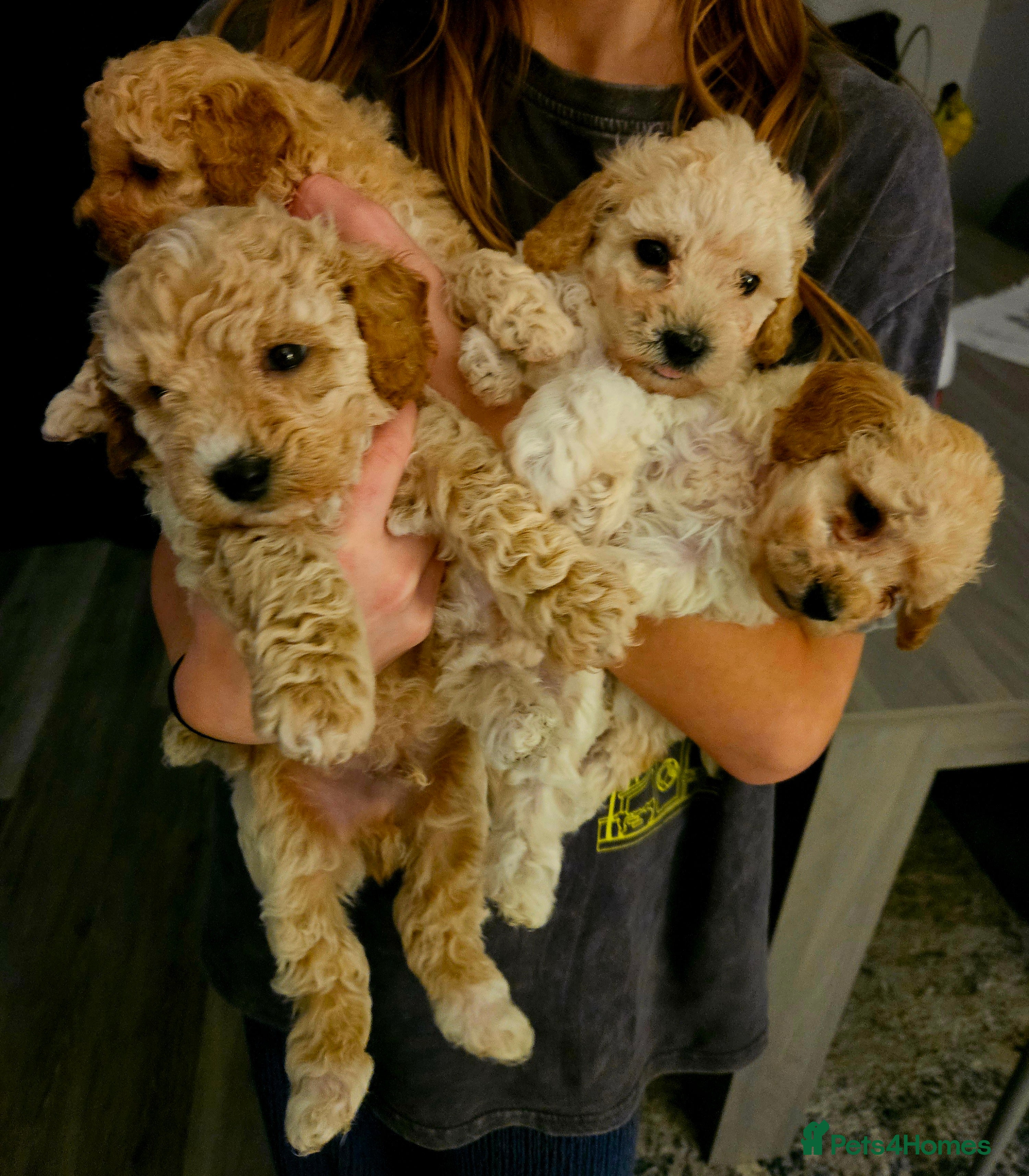 Poochon dogs Poochon pups ready 11.1.26 - Advert 2