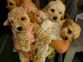 Poochon dogs Poochon pups ready 11.1.26 - Advert 13