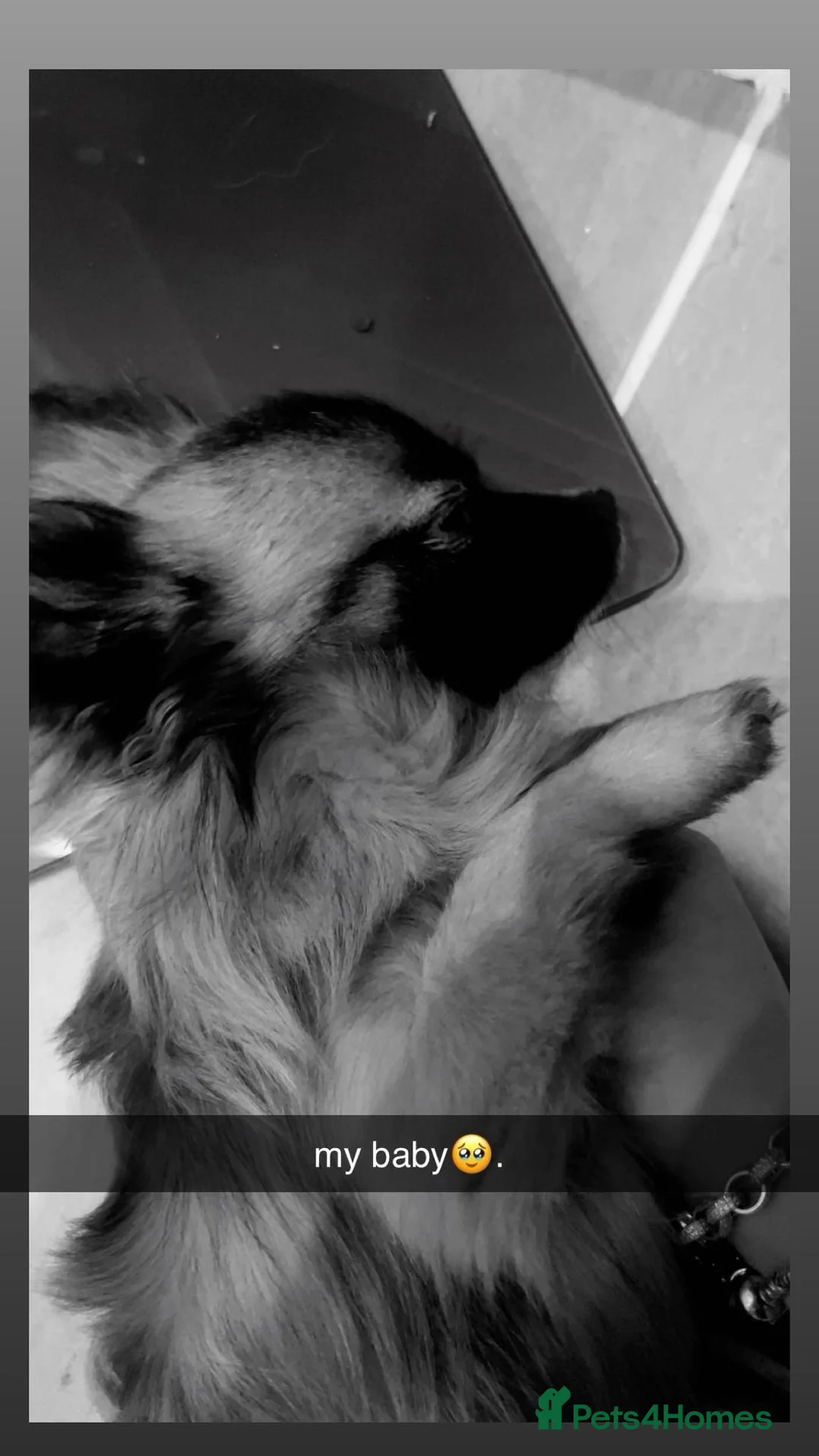 Chihuahua dogs for stud: Beautiful Long Haired Chihuahua Stud - Advert 6