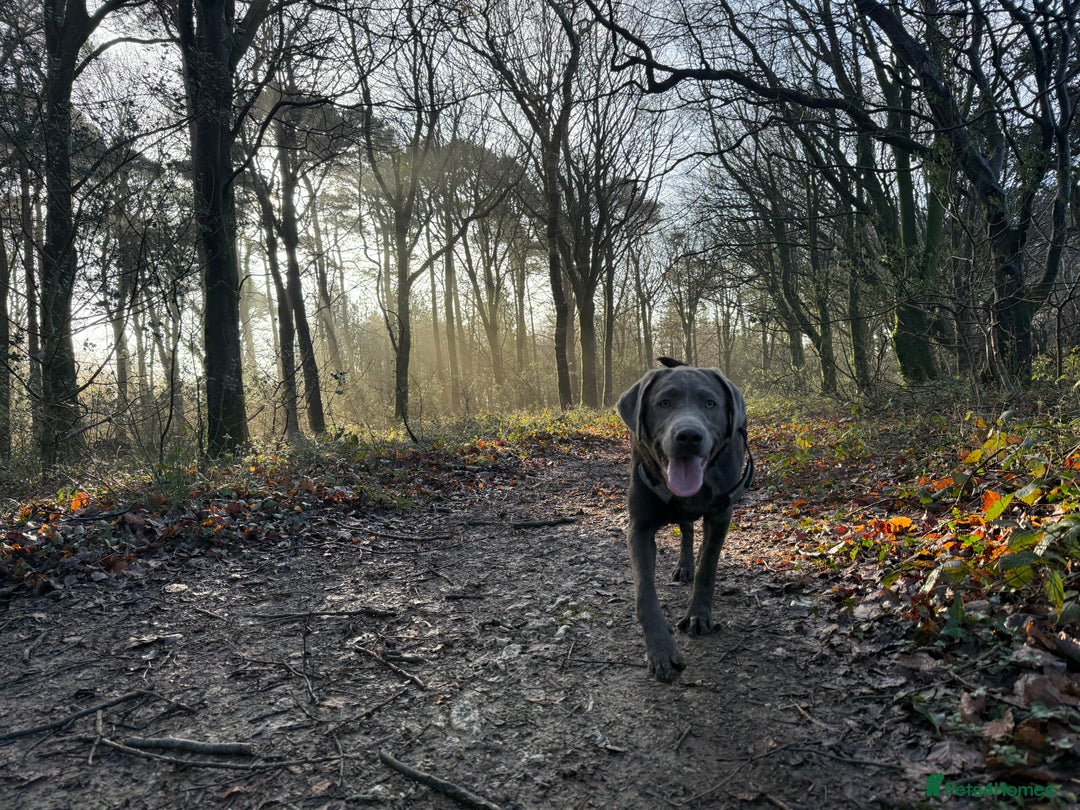 Labrador Retriever dogs for sale: Willow  - Advert 6