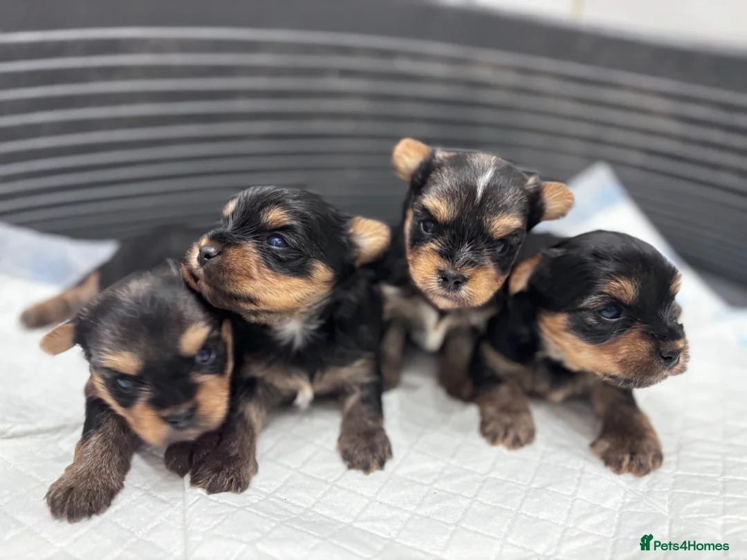 Yorkshire Terrier dogs for sale: Puree Yorkshire Terriers in Tewkesbury - Advert 1