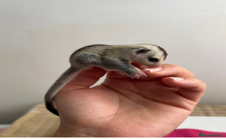 Sugar Glider rodents - Advert 16