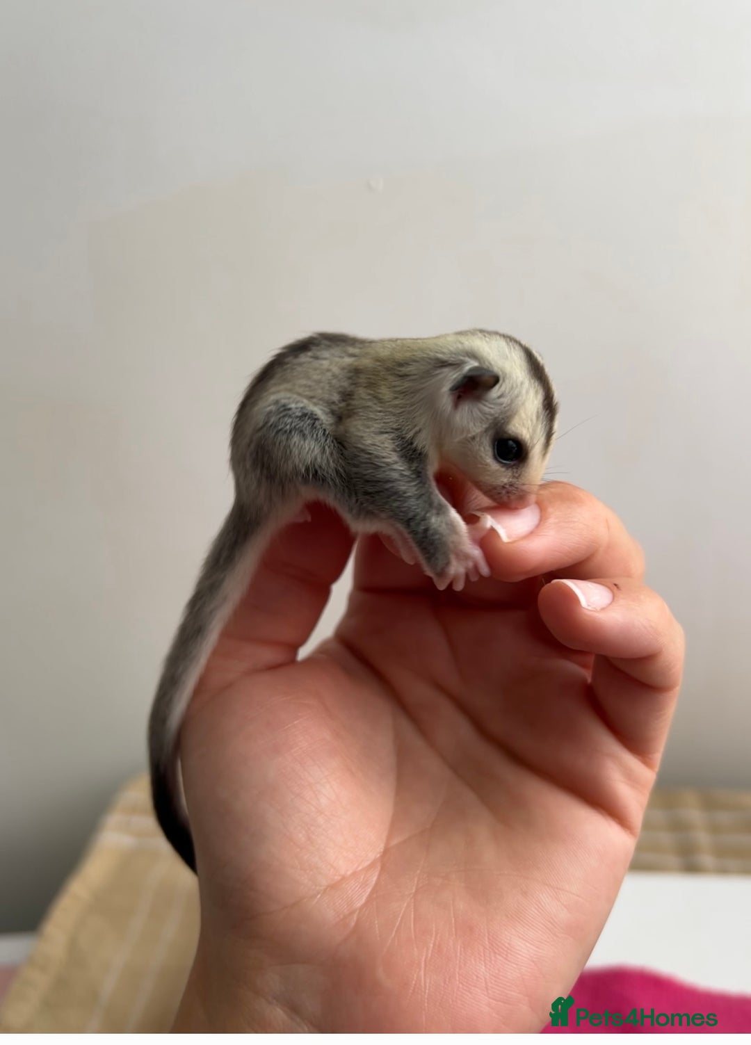 Sugar Glider rodents for sale: Male White Face 50% het Leucistic - Image 1