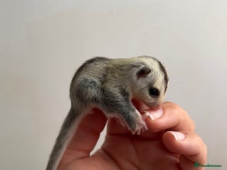 Sugar Glider rodents - Advert 2