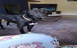 Mixed Breed dogs for sale: Dog nearly 2 needs new home - Image 5
