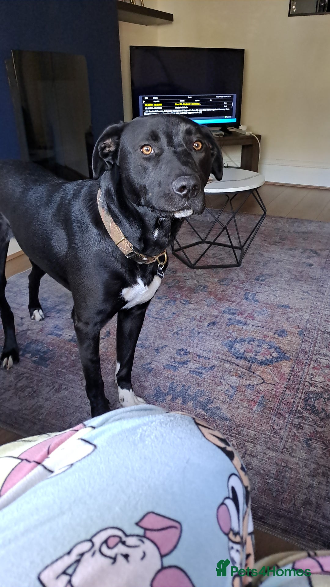 Mixed Breed dogs for sale: Dog nearly 2 needs new home - Image 5
