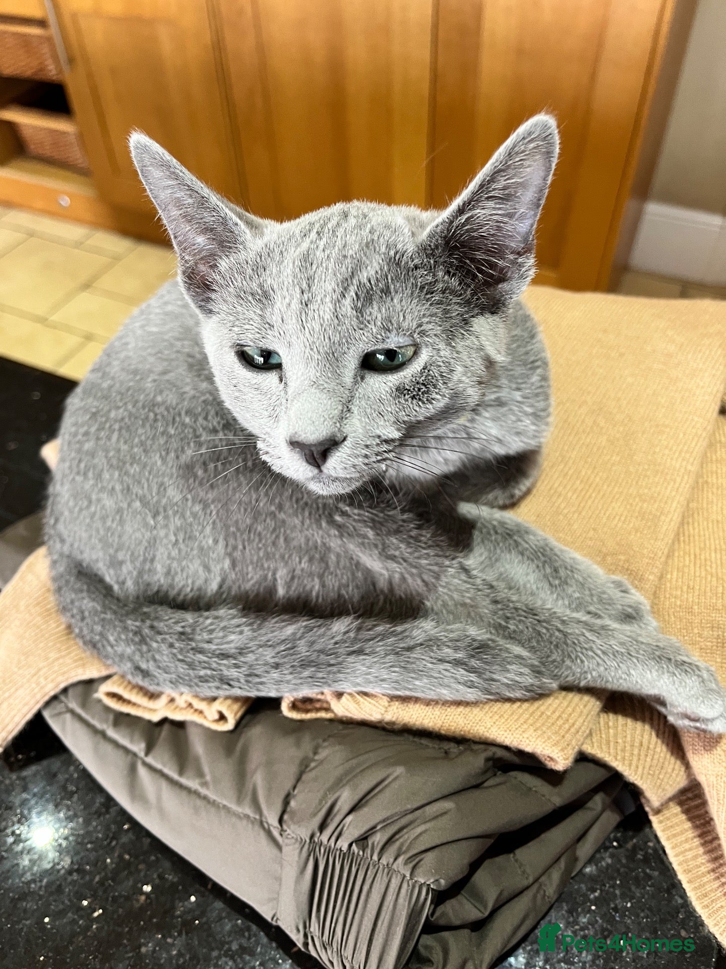 Russian Blue cats 5 Beautiful Russian Blue Kittens - Advert 2
