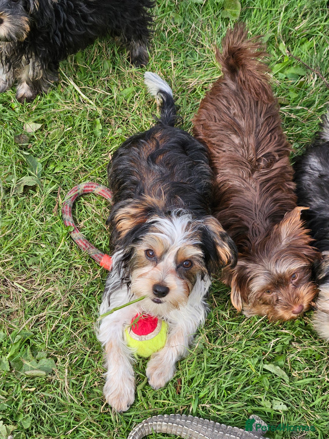 Yorkshire Terrier dogs for sale: 🤎 DNA tested parents-White Ocean Pearl boy 🤎 - Image 1