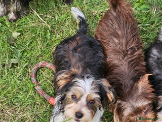 Yorkshire Terrier dogs - Advert 7