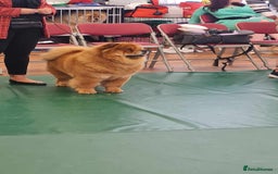 Chow Chow dogs for sale: Show Quality Chows  - Image 3