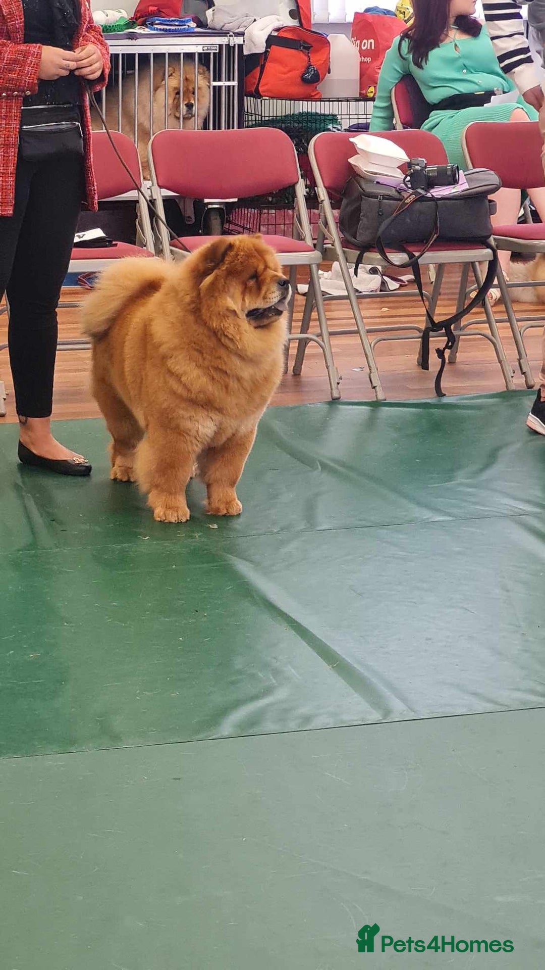Chow Chow dogs for sale: Show Quality Chows  - Image 3