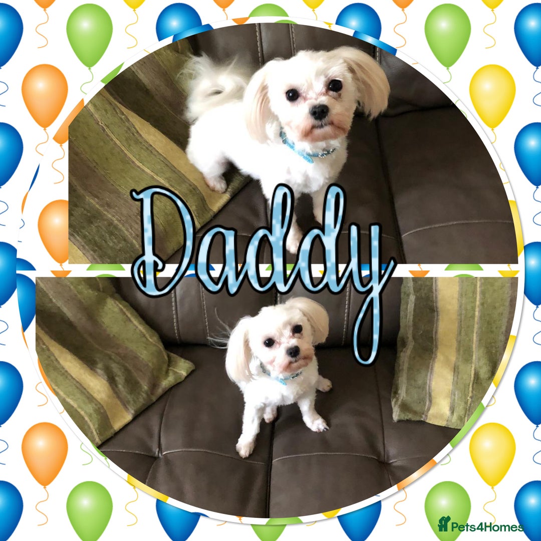 Maltipoo dogs for sale: Beautiful Maltipoo boys and girls pra clear in Newark - Image 11