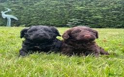 Cockapoo dogs for sale: F1 Cockapoo pups - Image 5