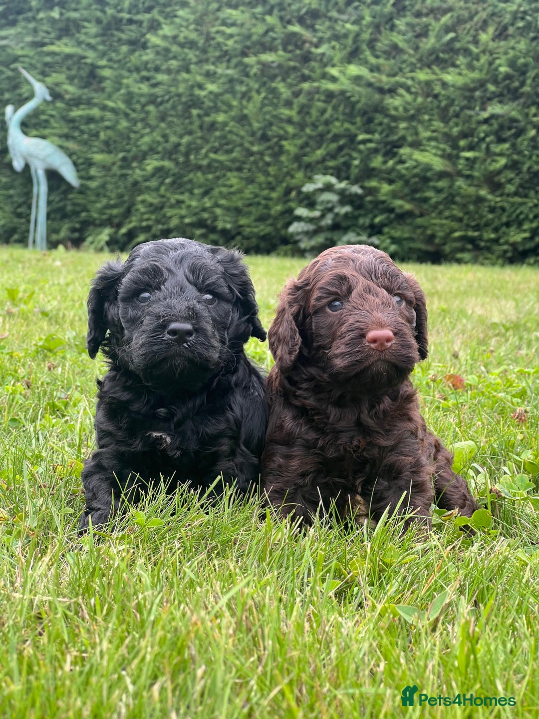 Cockapoo dogs for sale: F1 Cockapoo pups - Image 5