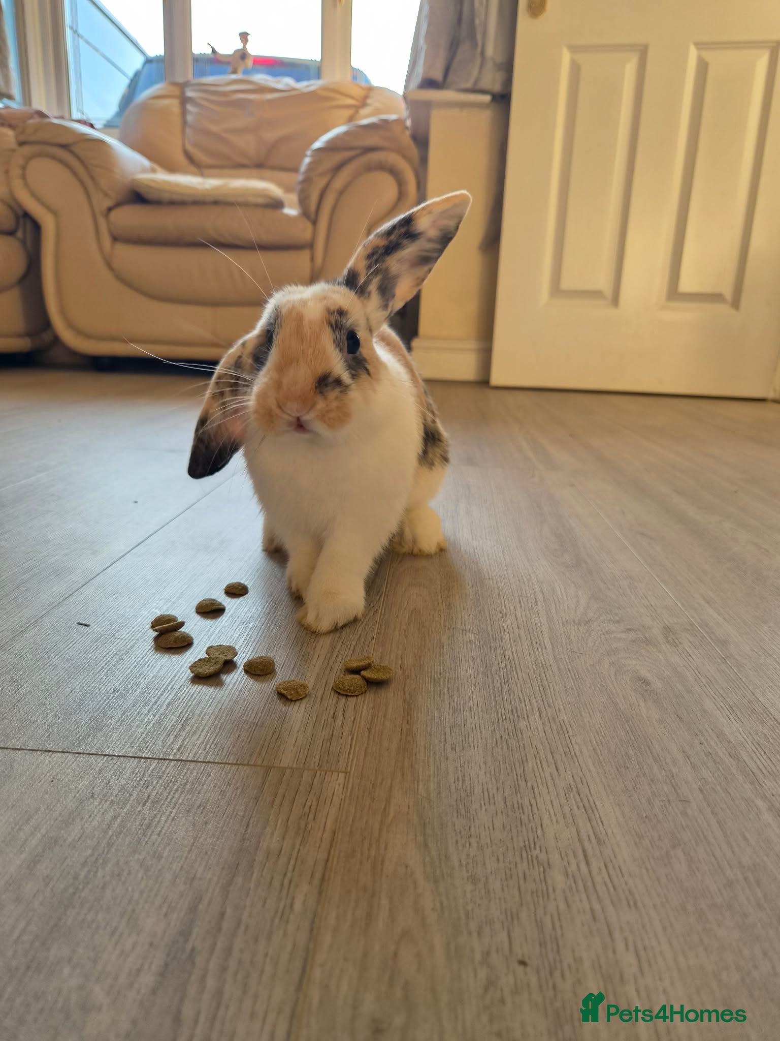 Mini Lop rabbits Male minilop rabbit - Advert 1