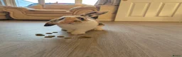 Mini Lop rabbits for sale: Male minilop rabbit - Advert 1