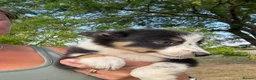 Border Collie dogs for sale: Beautiful Tri Border Collies looking for 5⭐️ homes - Advert 9