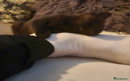 Mixed Breed cats for sale: 4 beautiful mixed kittens  - Image 9