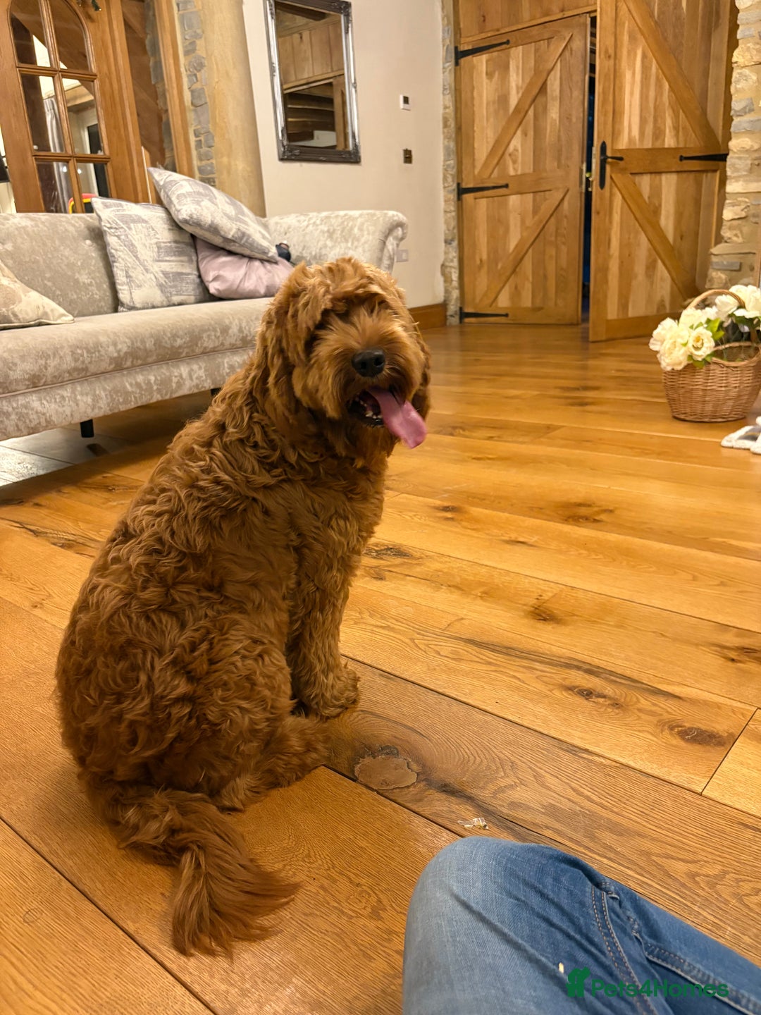 Cockapoo dogs for sale: Cockapoo F1 8month old Boy STUNNING  - Advert 1