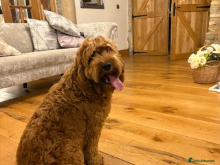 Cockapoo dogs Cockapoo F1 8month old Boy STUNNING - Advert 2