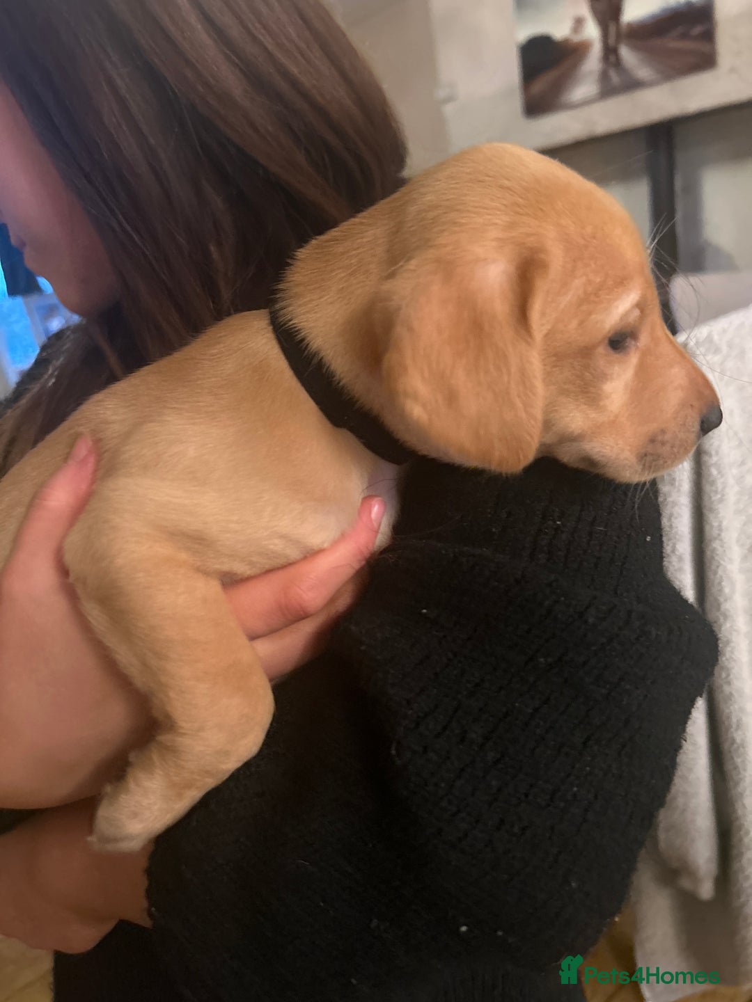 Labrador Retriever dogs for sale: KC registered black and red Labrador puppies - Advert 20