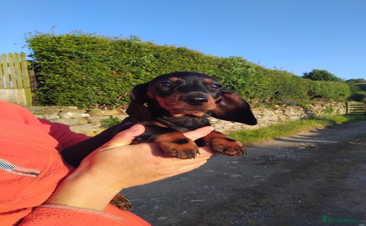 Miniature Dachshund dogs - Advert 4