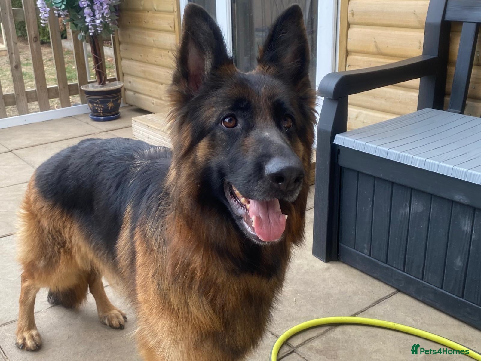 German Shepherd dogs Stunning long haired German shepherds  - Advert 1